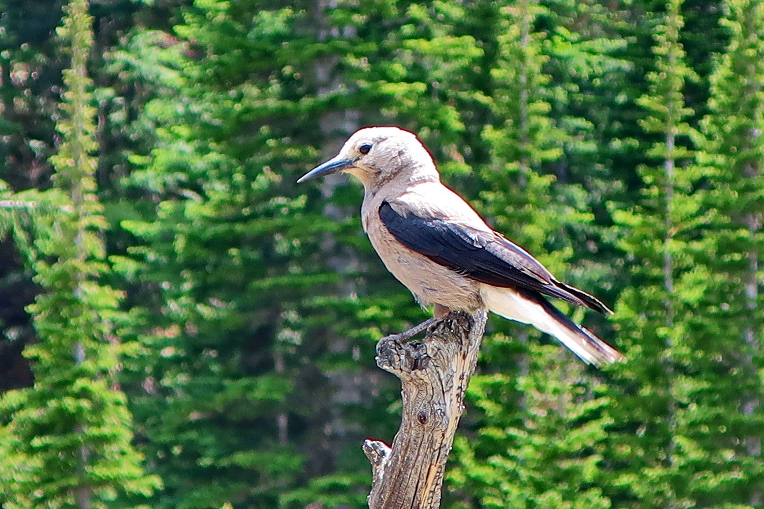 Brown-black bird on Dream Lake